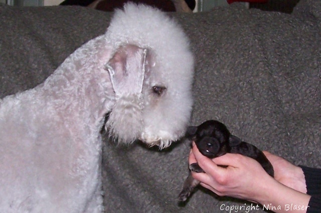 Svet & Arlequin 20012008-6.JPG